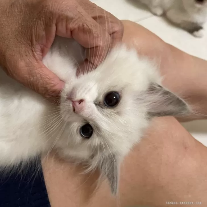 ID：2404-00825の子猫