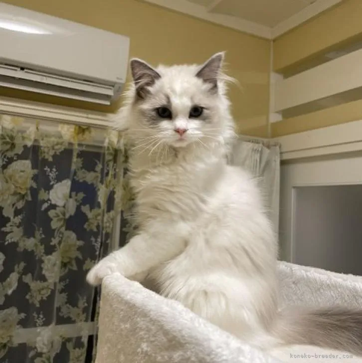 ID：2212-00378の子猫