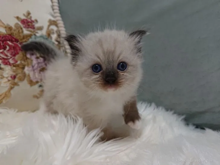 ID：2012-00428の子猫