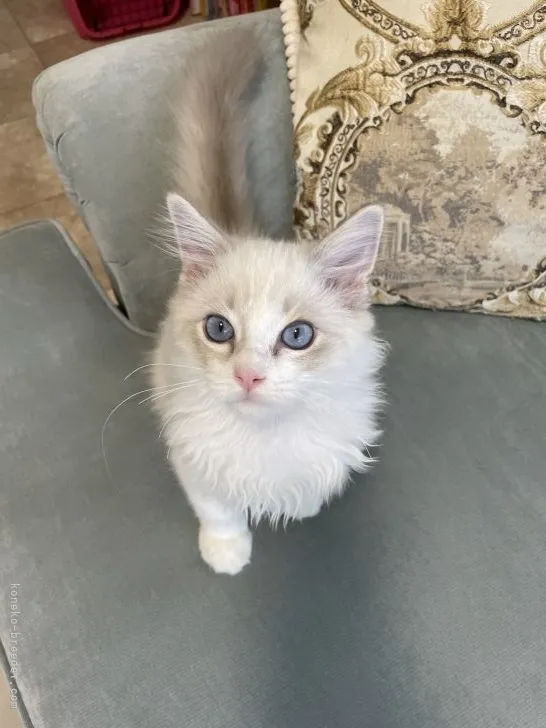 ID：2108-01001の子猫