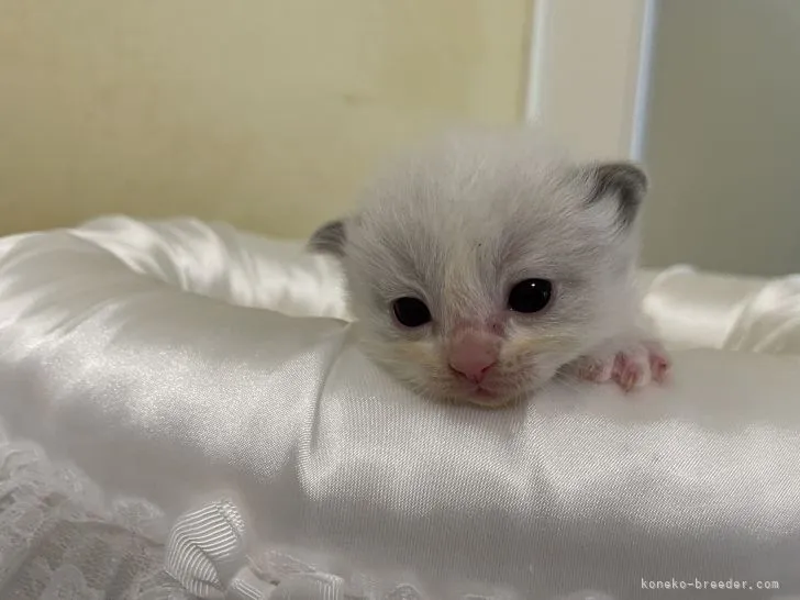 ID：2204-02380の子猫