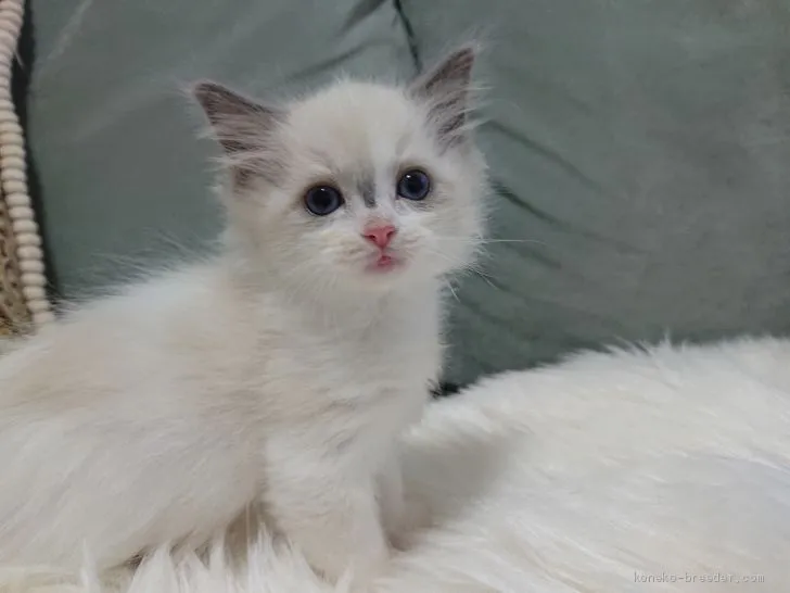 ID：2012-01117の子猫