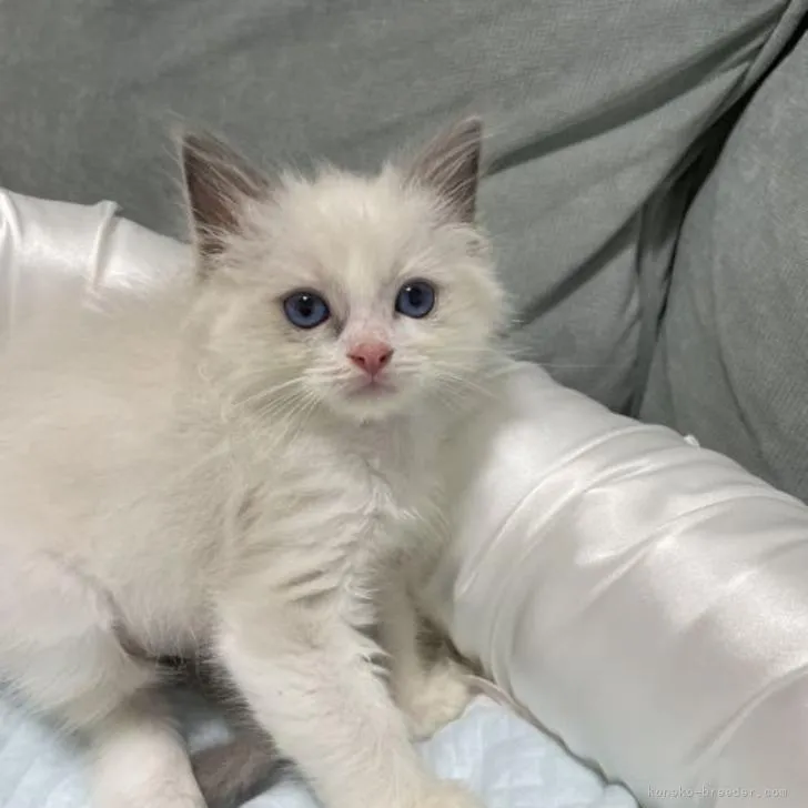 ID:2207-02865の子猫
