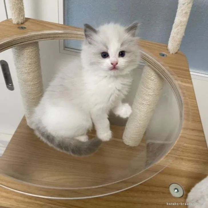 ID:2210-00988の子猫