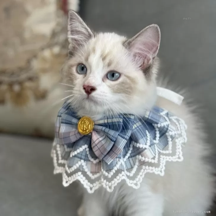 ID：2506-02153の子猫