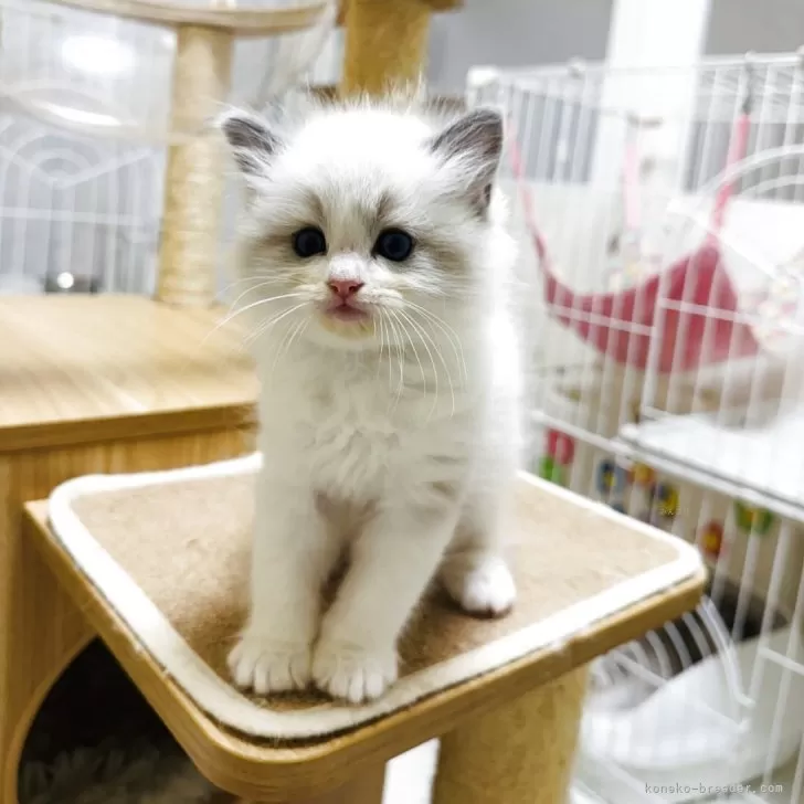 ID：2505-00499の子猫