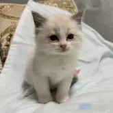 ラグドール【愛媛県・男の子・2025年2月24日・ブルーポイントバイカラー】の写真1