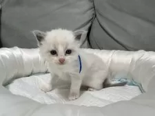 ラグドール【愛媛県・男の子・2025年2月24日・ブルーポイントバイカラー】の写真3