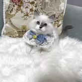 ラグドール【愛媛県・男の子・2025年12月26日・ブルーポイントバイカラー】の写真3