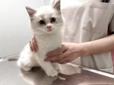 ラグドール【愛媛県・男の子・2025年2月24日・ブルーポイントバイカラー】の写真7「4月25日に健康診断、ファーストワクチン、マイクロチップ装着が完了致しました。」