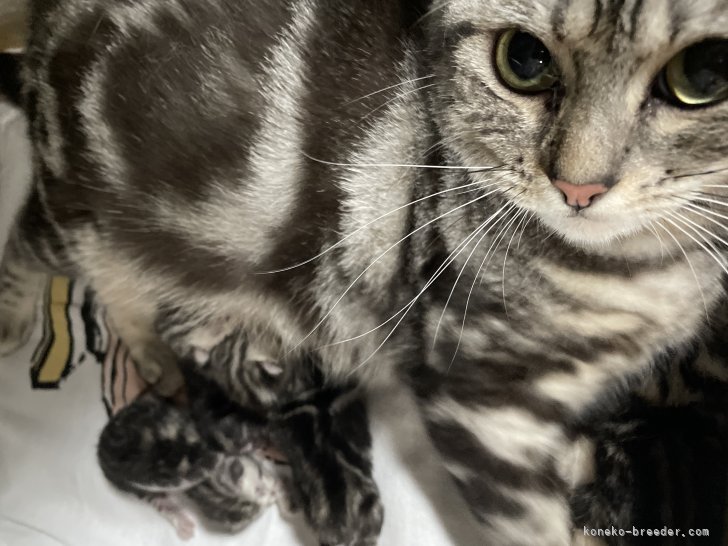 本多美香ブリーダーのブログ アメリカンショートヘアの子猫産まれました 21 9 1 みんなの子猫ブリーダー