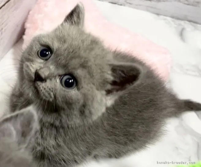 ID：2111-00028の子猫