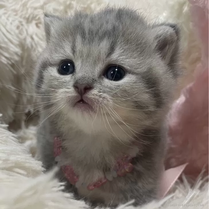 ID：2405-02549の子猫