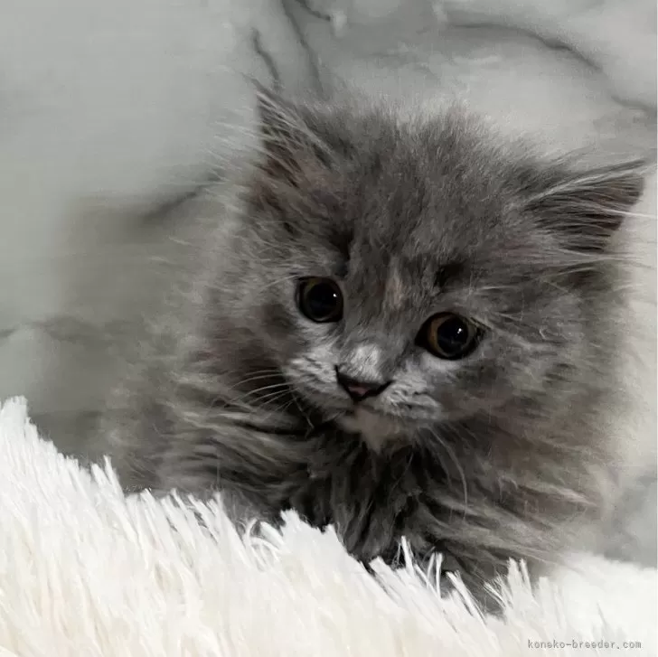 ID：2312-00295の子猫