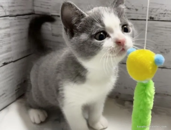 ID:2110-01663の子猫