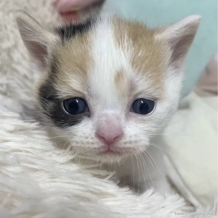 ID：2406-02633の子猫