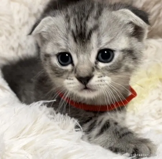 ID：2203-01742の子猫