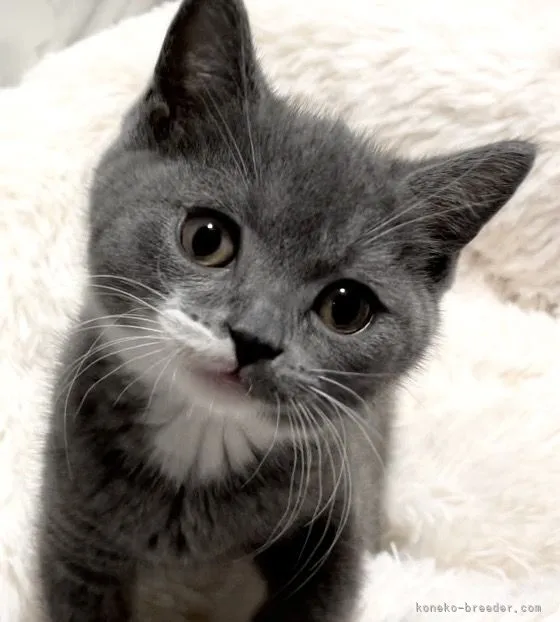 ID：2203-00456の子猫