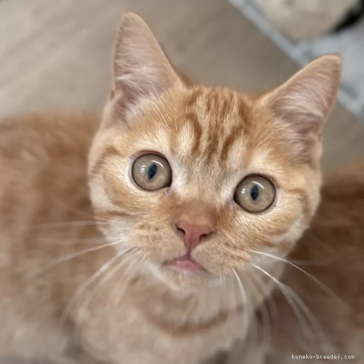 ID:2409-02345の子猫