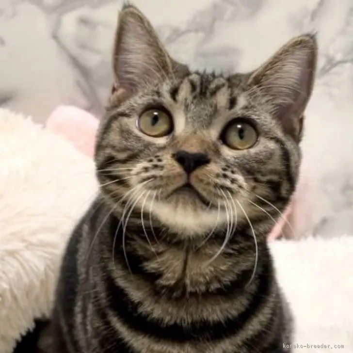 ID：2306-01436の子猫