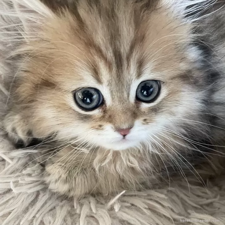 ID:2311-02860の子猫