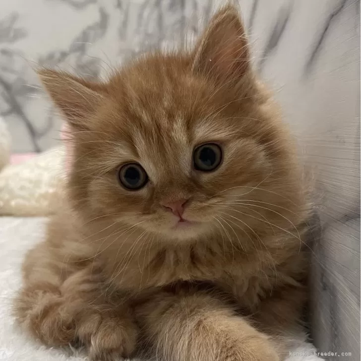 ID：2401-01113の子猫