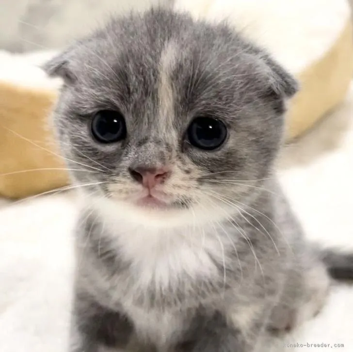 S.Ｉ 様のお迎えした子猫