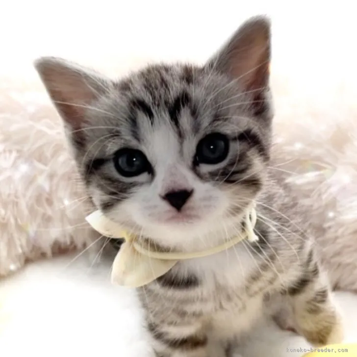 ID:2304-00857の子猫