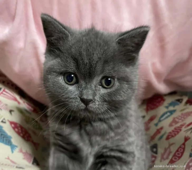 ID:2011-00456の子猫