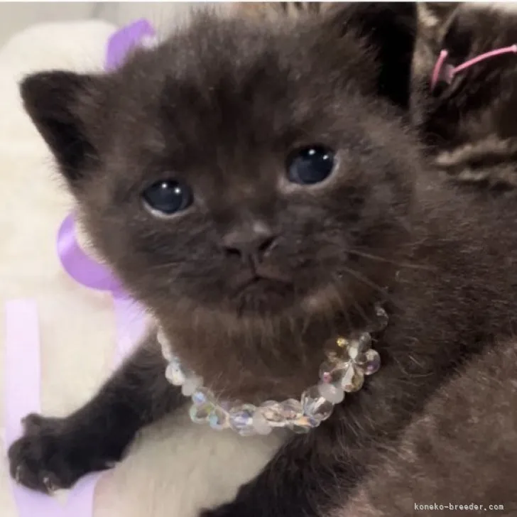 ID：2306-01575の子猫