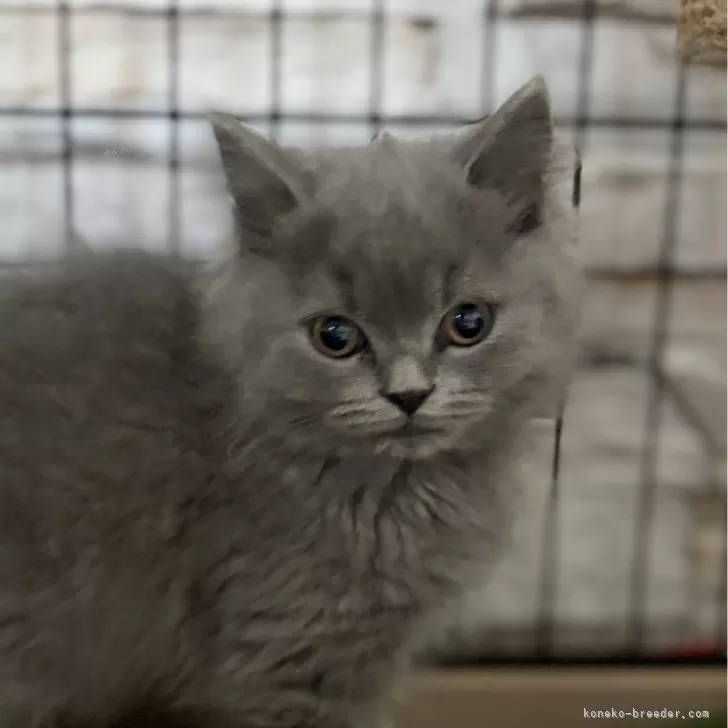 S.Y 様のお迎えした子猫