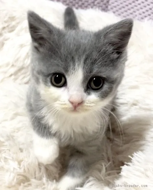 ID：2202-01272の子猫