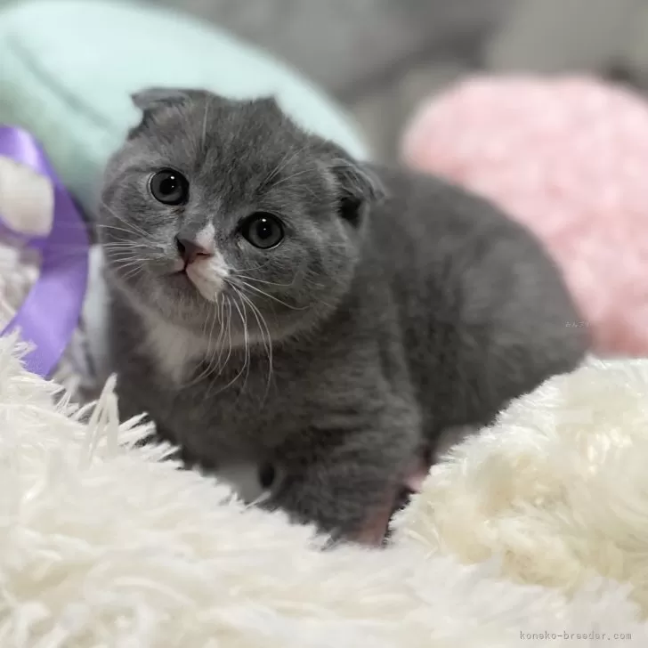 ID:2402-01671の子猫