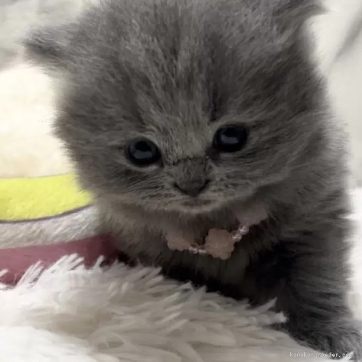 ブリティッシュショートヘア【静岡県・女の子・2023年11月18日・ブルー】の写真1「2023年12月15日撮影📷お姫様です👸」