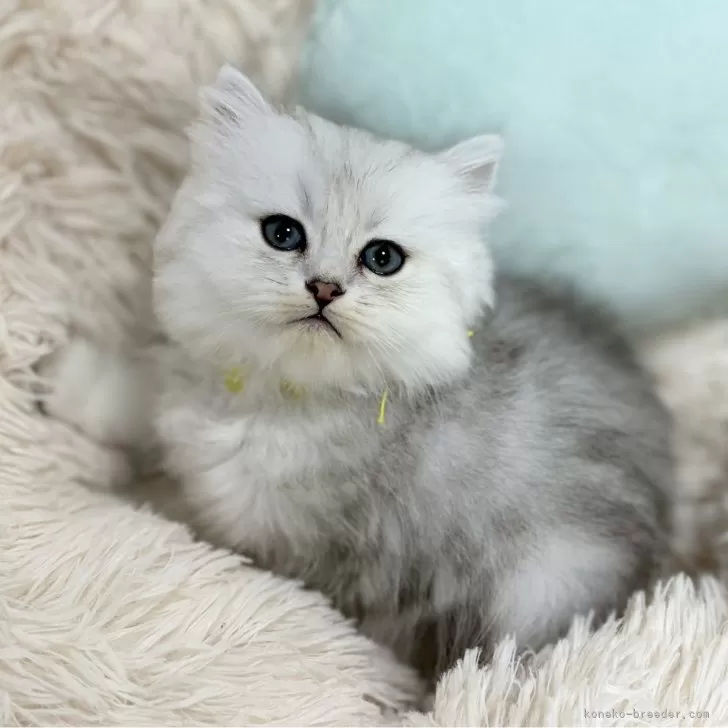 ID：2409-02319の子猫