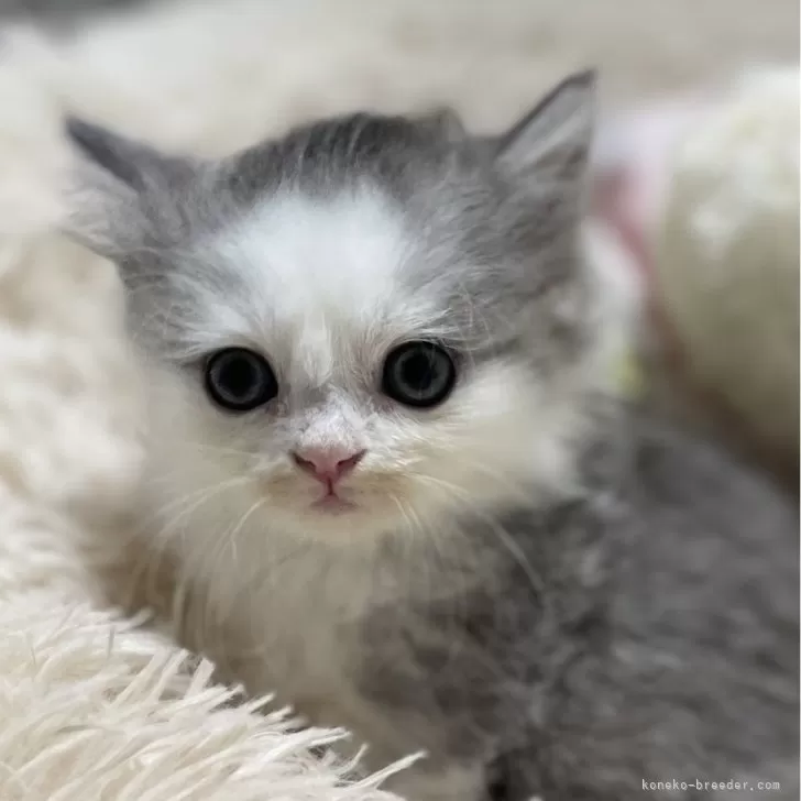 ID：2401-01142の子猫