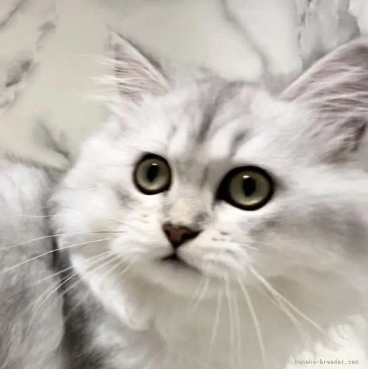 ID：2206-01288の子猫