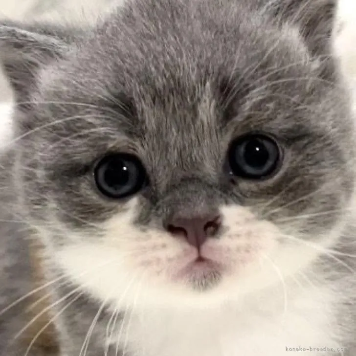 E.O 様のお迎えした子猫