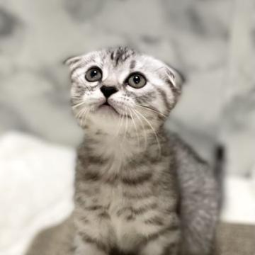 スコティッシュフォールド(折れ耳)【静岡県・女の子・2022年6月29日・シルバータビー（ショートヘア）】の写真「両親共に全ての遺伝子検査項目クリア」