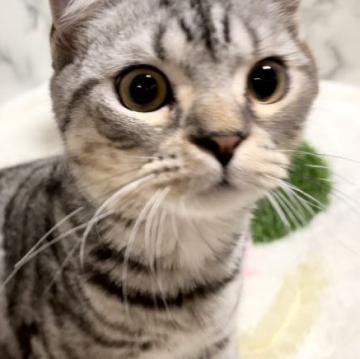 スコティッシュフォールド(立ち耳)【静岡県・男の子・2022年2月5日・シルバータビー（短毛）】の写真「立ち耳の男の子
両親共にPKD・PK欠損症クリア」