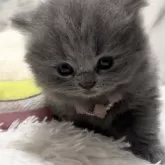 ブリティッシュショートヘア【静岡県・女の子・2023年11月18日・ブルー】の写真1「2023年12月15日撮影📷お姫様です👸」