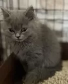 スコティッシュフォールド(立ち耳)【静岡県・男の子・2024年9月17日・ブルー】の写真2