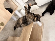 スコティッシュフォールド【・女の子・2022年6月26日・トーティーシェル】「お茶目ななママさん😸」