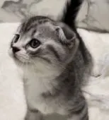 スコティッシュフォールド(折れ耳)【静岡県・男の子・2022年4月12日・シルバータビー&ホワイト】の写真3