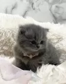 ブリティッシュショートヘア【静岡県・女の子・2023年11月18日・ブルー】の写真3「ふわふわな綿毛がたまりません😍」