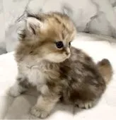 ペルシャ(チンチラ)【静岡県・男の子・2022年5月17日・チンチラゴールデン】の写真4「癒し系アイドル♡」