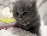 ブリティッシュショートヘア【静岡県・女の子・2023年11月18日・ブルー】の写真4「人懐っこく抱っこも平気です✨」