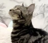 MIX・アメショ× ブリティッシュ【静岡県・女の子・2023年5月17日・ブラウンタビー】の写真5「活発な子です🎵」