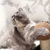 スコティッシュフォールド(立ち耳)【静岡県・女の子・2025年8月13日・ブルークリーム】の写真10