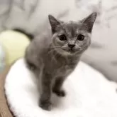 スコティッシュフォールド(立ち耳)【静岡県・女の子・2025年8月13日・ブルークリーム】の写真11